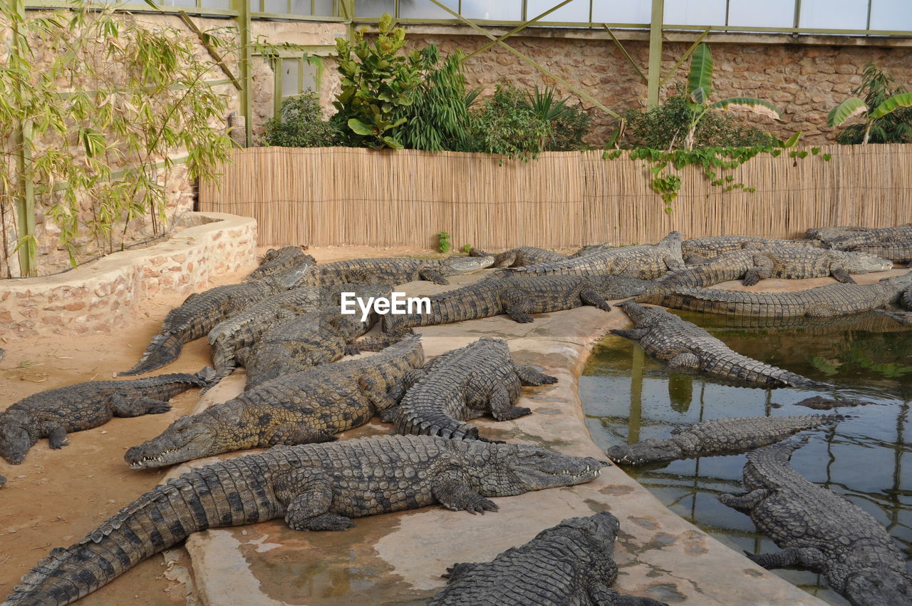 Crocodiles  relaxing in park
