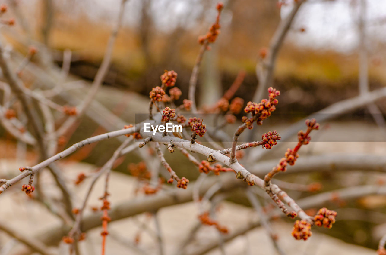 CLOSE-UP OF SNOW COVERED TREE