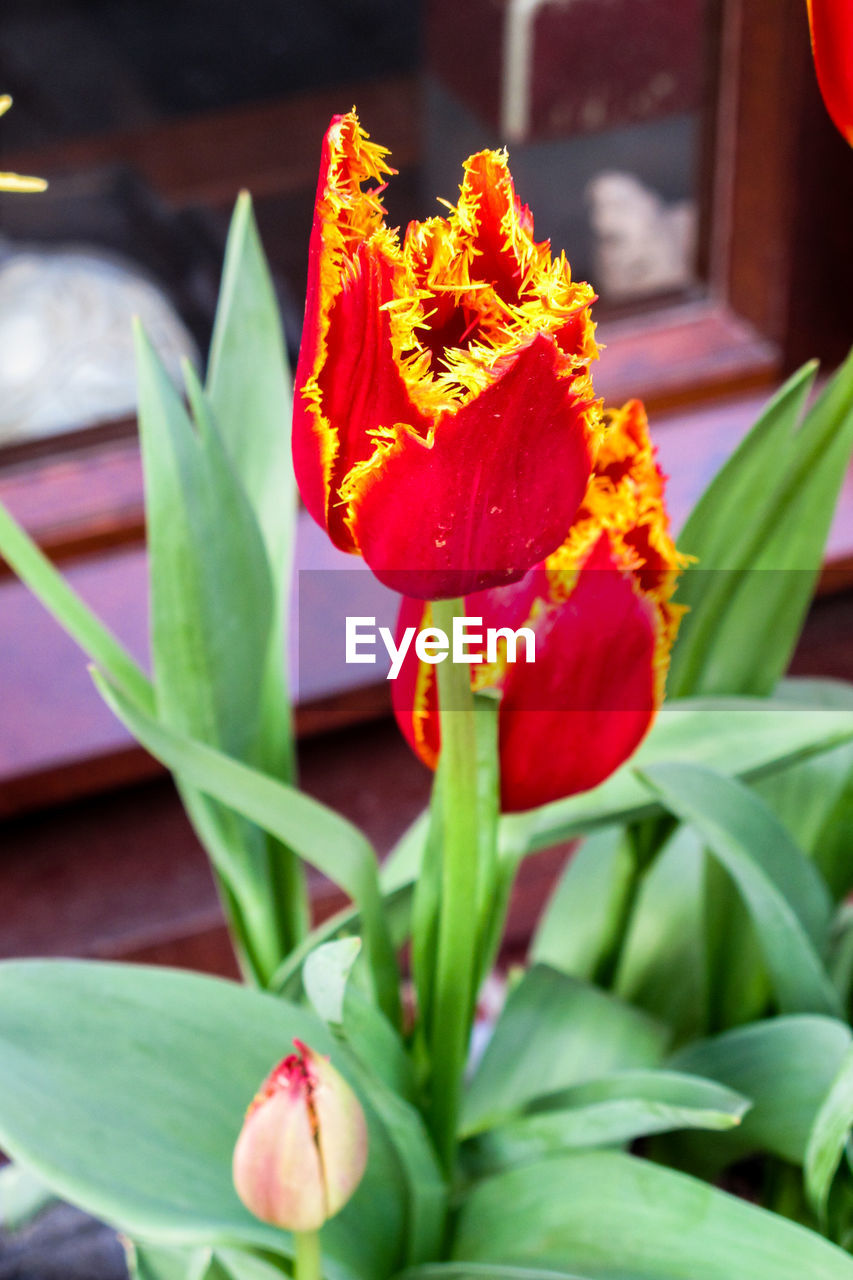 CLOSE-UP OF RED FLOWER