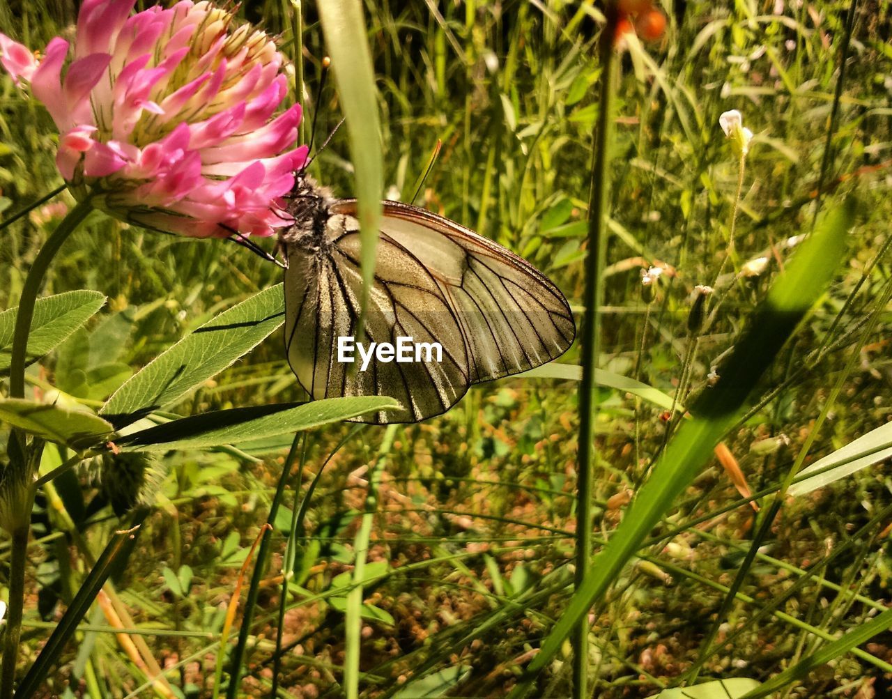 CLOSE-UP OF BUTTERFLY ON FLOWER IN PARK