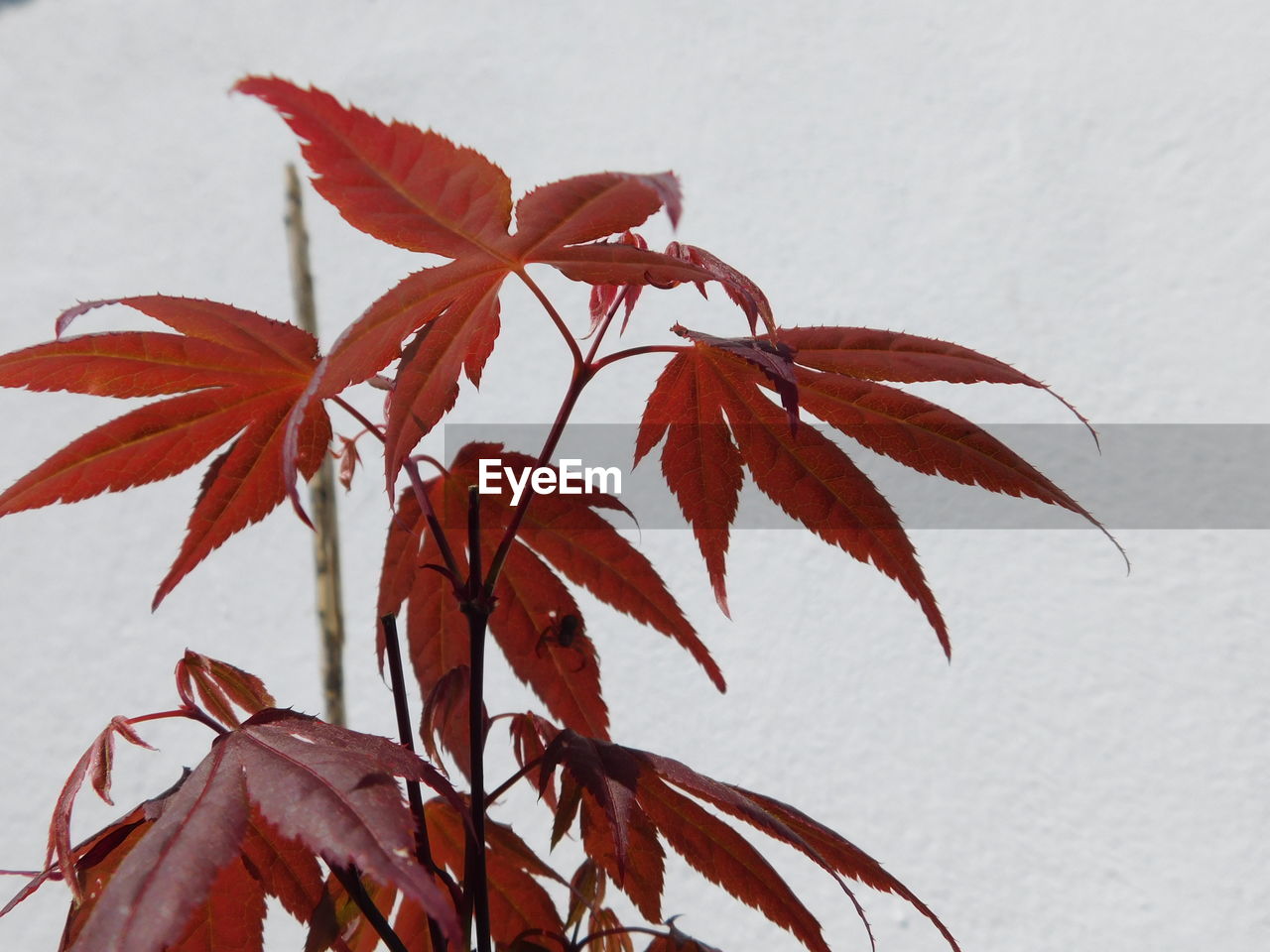 CLOSE-UP OF AUTUMN LEAVES