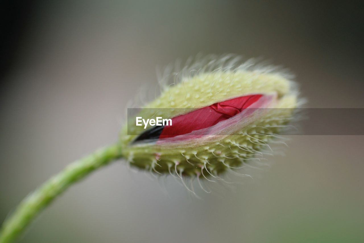 Close-up of papaver rhoeas bud