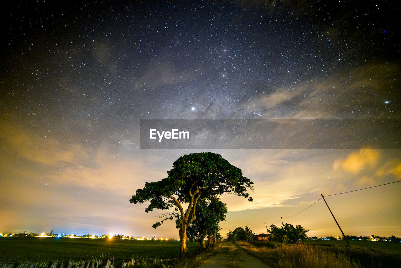 Low angle view of trees against sky at night