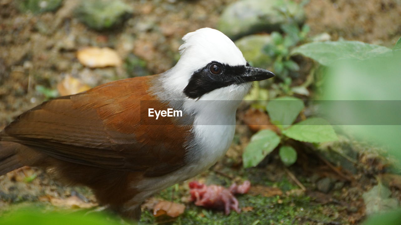 CLOSE-UP OF A BIRD