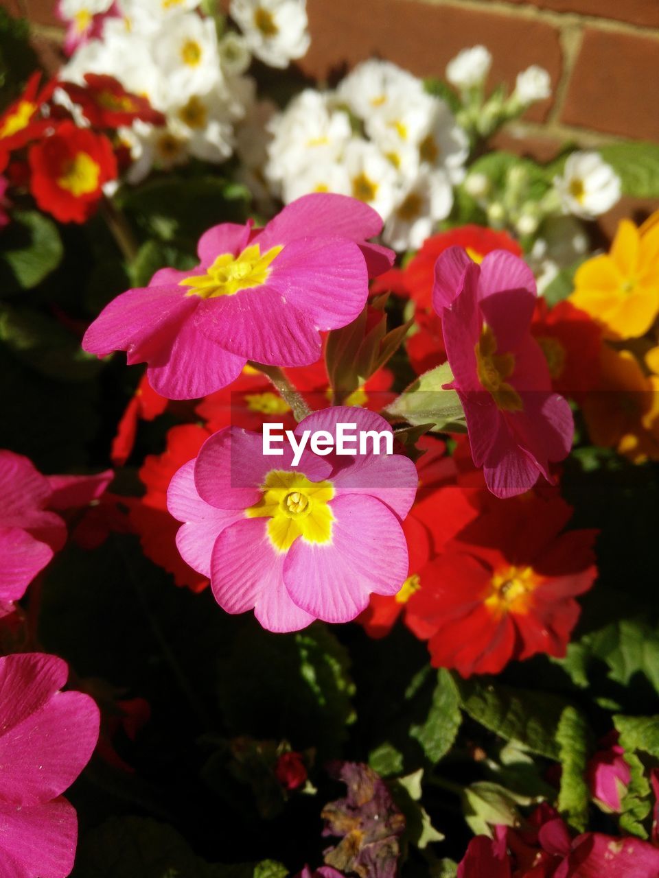 CLOSE-UP OF PINK FLOWERS BLOOMING OUTDOORS