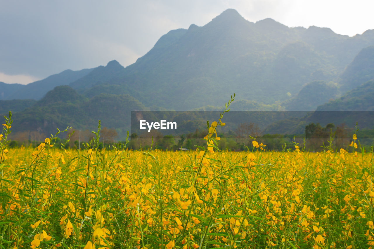 landscape, plant, land, environment, field, mountain, rural scene, beauty in nature, agriculture, vegetable, flower, scenics - nature, rapeseed, flowering plant, nature, produce, yellow, crop, mountain range, sky, freshness, canola, food, growth, meadow, farm, grassland, tranquility, oilseed rape, no people, plain, tranquil scene, rural area, springtime, outdoors, tree, prairie, food and drink, idyllic, valley, travel, travel destinations, blossom, cloud, mustard, wildflower, day, non-urban scene, abundance, sunlight