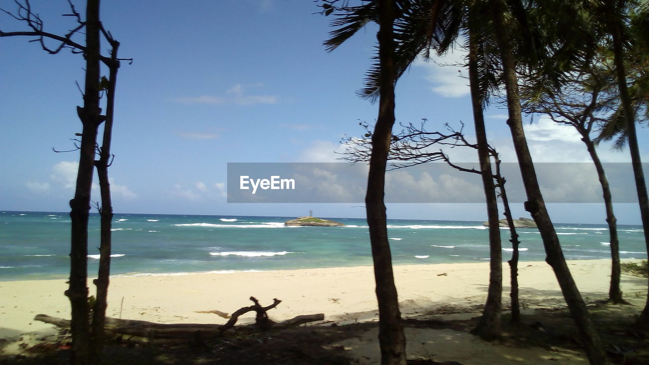 TREES AT BEACH AGAINST SKY