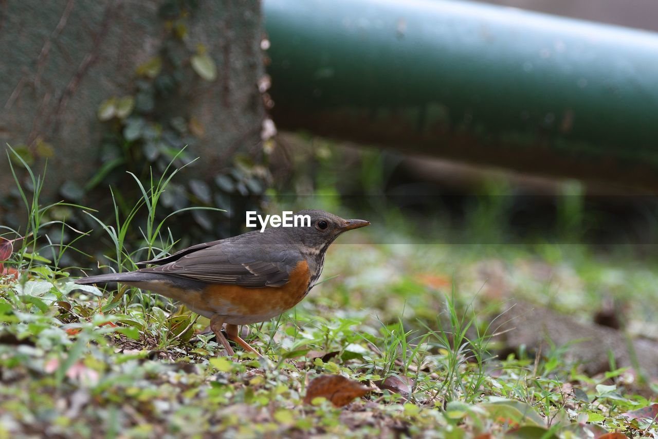 Close-up of greybacked thrush perching in the park.