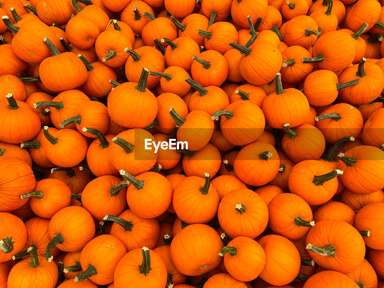 Close-up of pumpkins on field