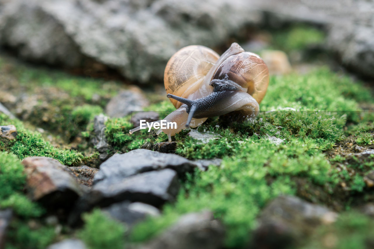 CLOSE-UP OF SNAIL ON GROUND