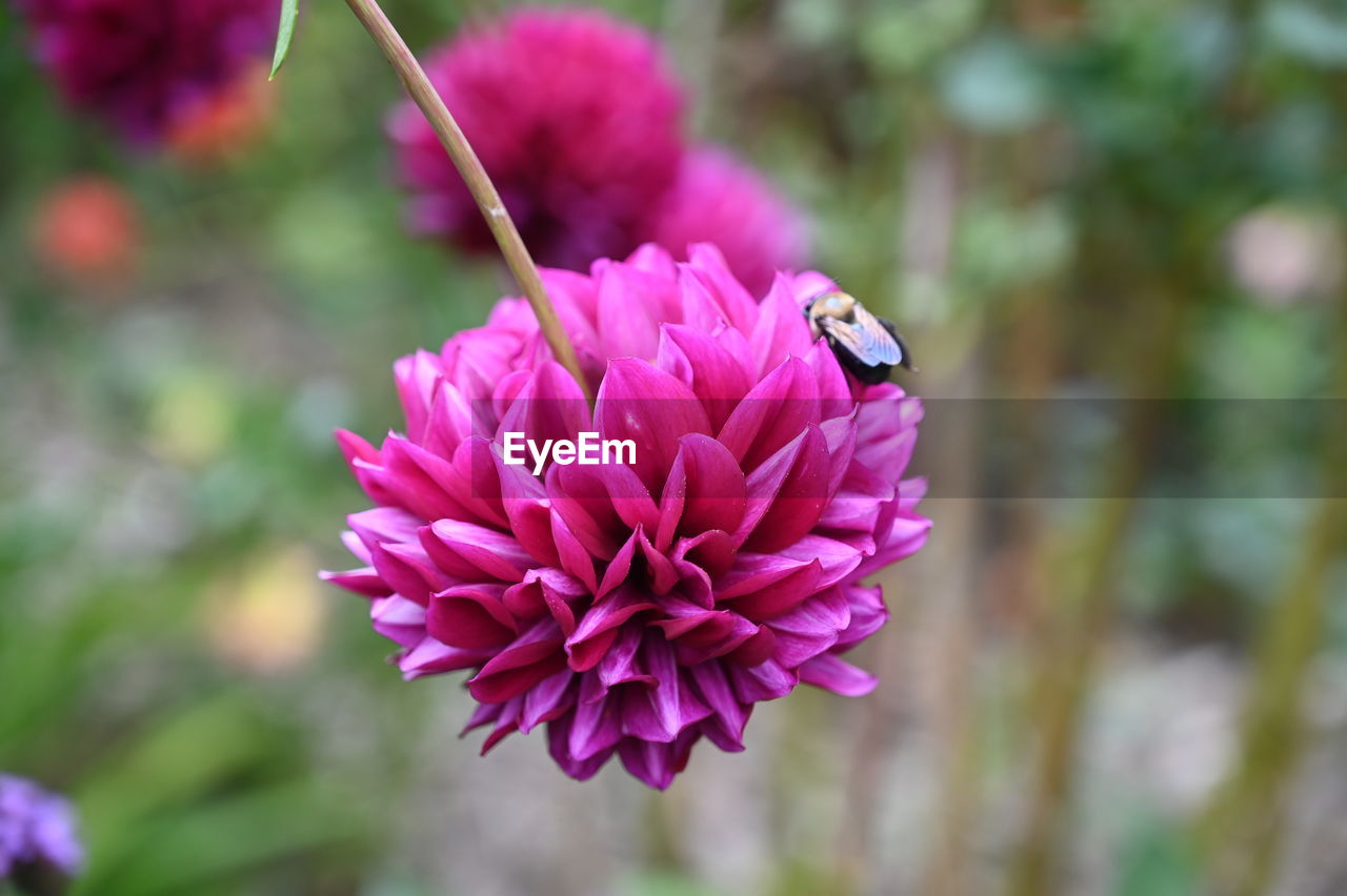 CLOSE-UP OF PINK PURPLE FLOWER