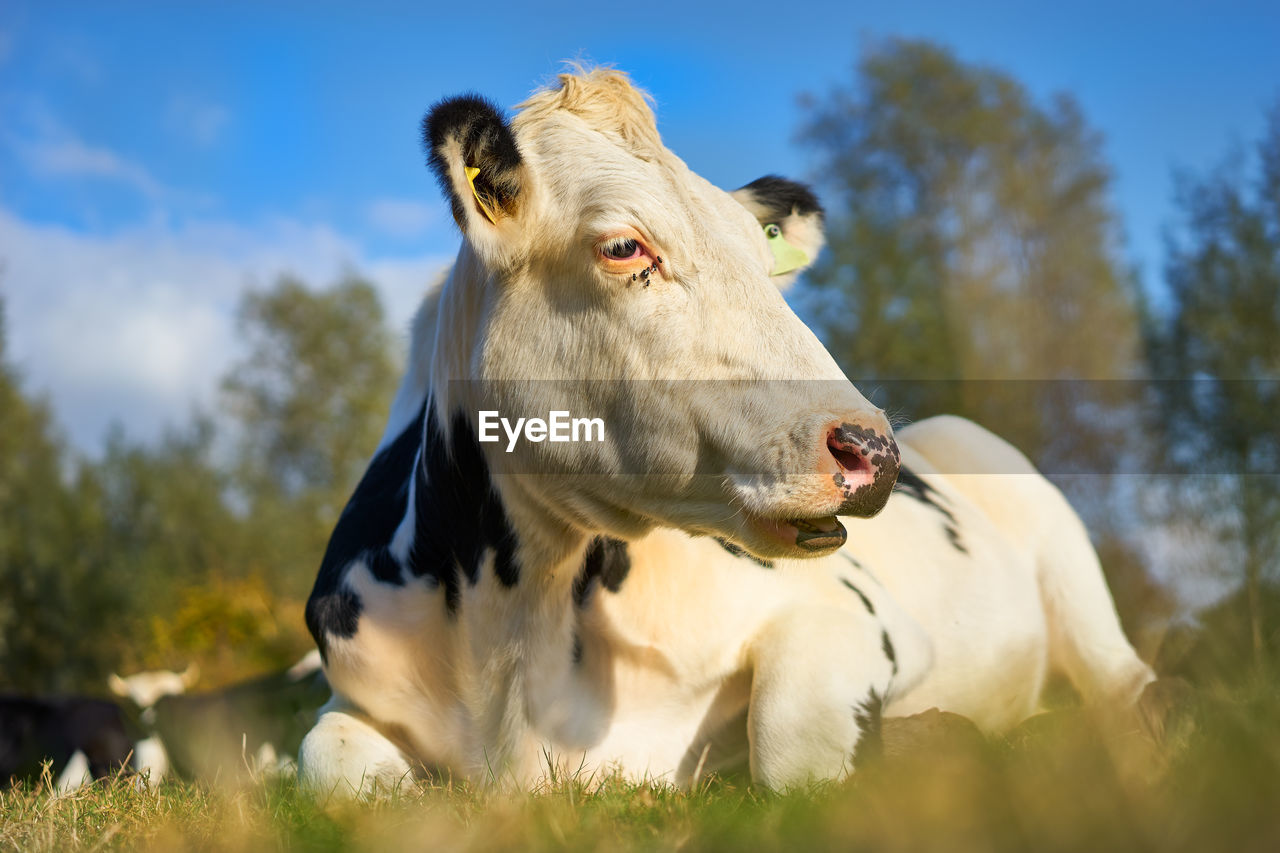 LOW ANGLE PORTRAIT OF COW ON FIELD AGAINST SKY