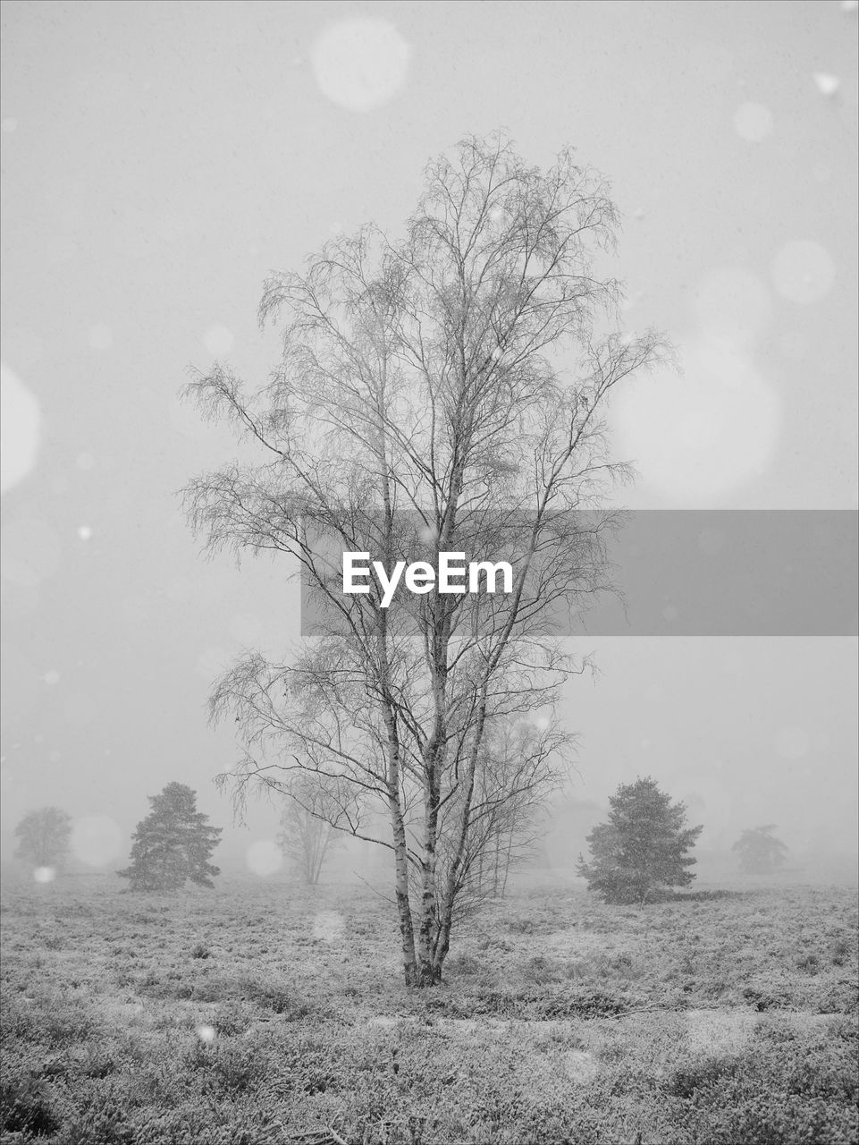 Bare tree on snow covered landscape