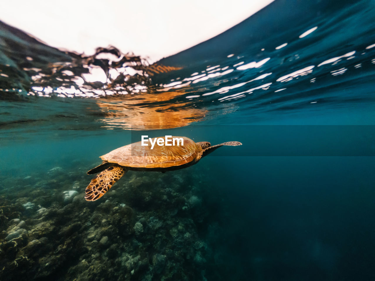 Turtle swimming in sea