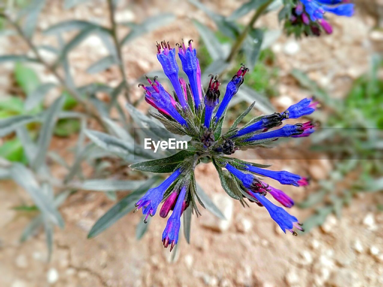 Close-up of flowers against blue sky