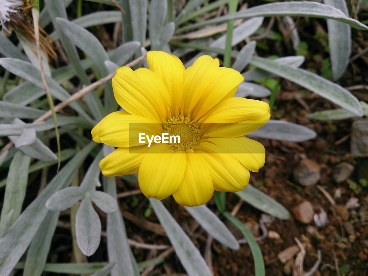 CLOSE-UP OF YELLOW FLOWERS BLOOMING