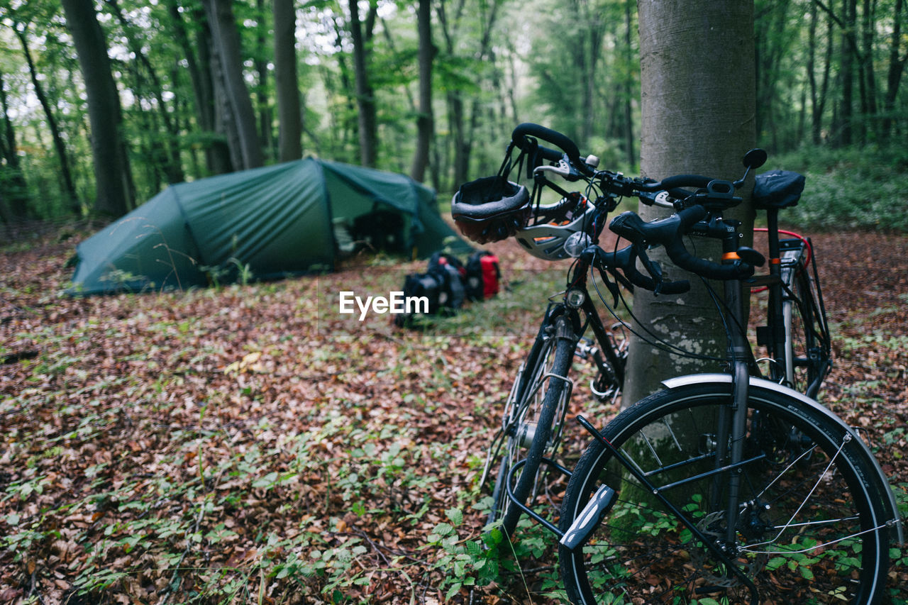 BICYCLES IN FOREST