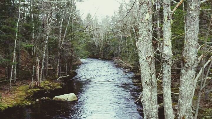 SCENIC VIEW OF RIVER IN FOREST