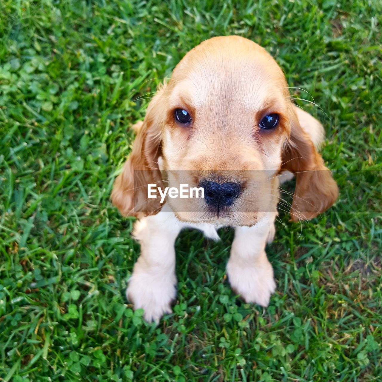 CLOSE-UP PORTRAIT OF PUPPY SITTING ON GRASS