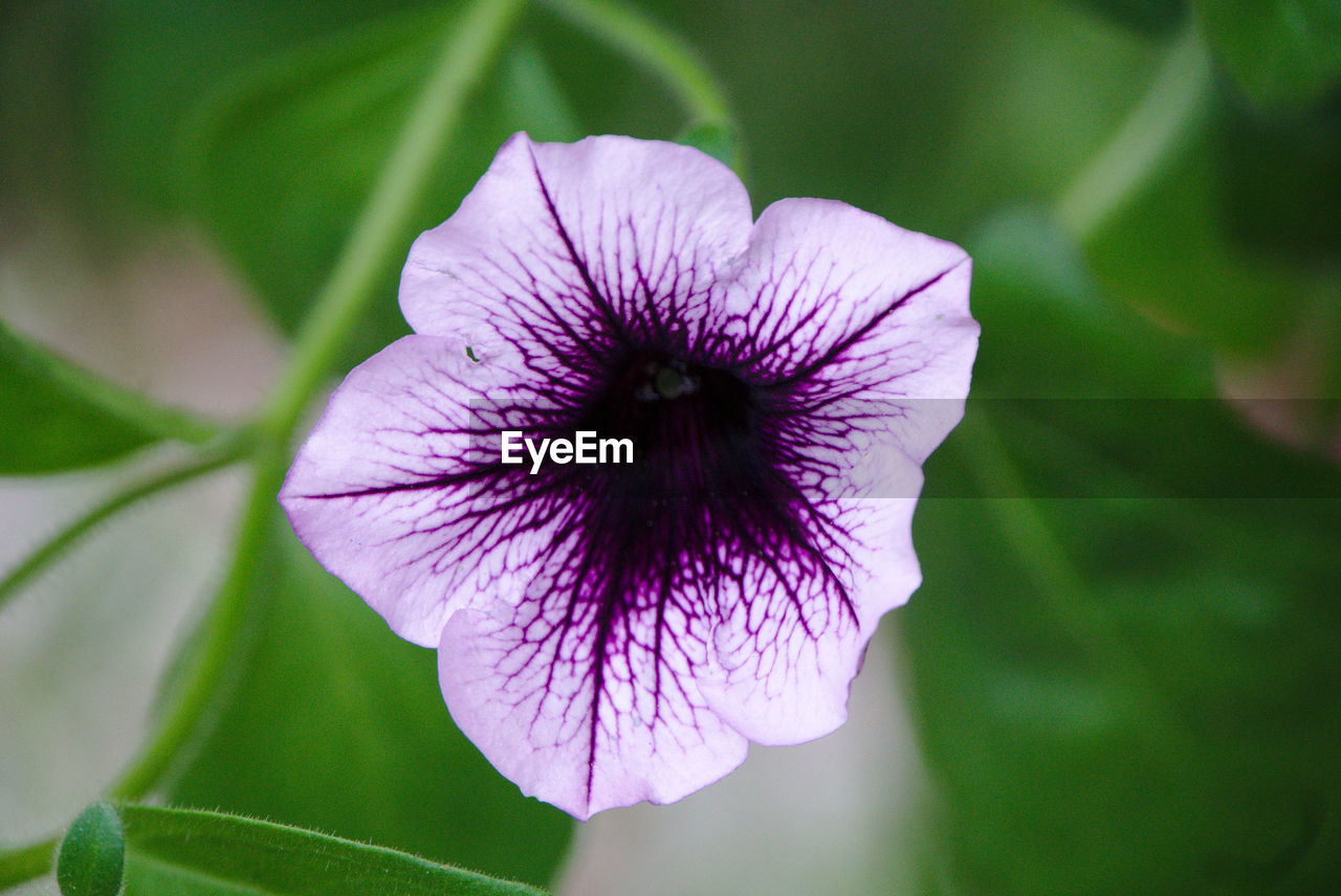 Close-up of purple flowering plant