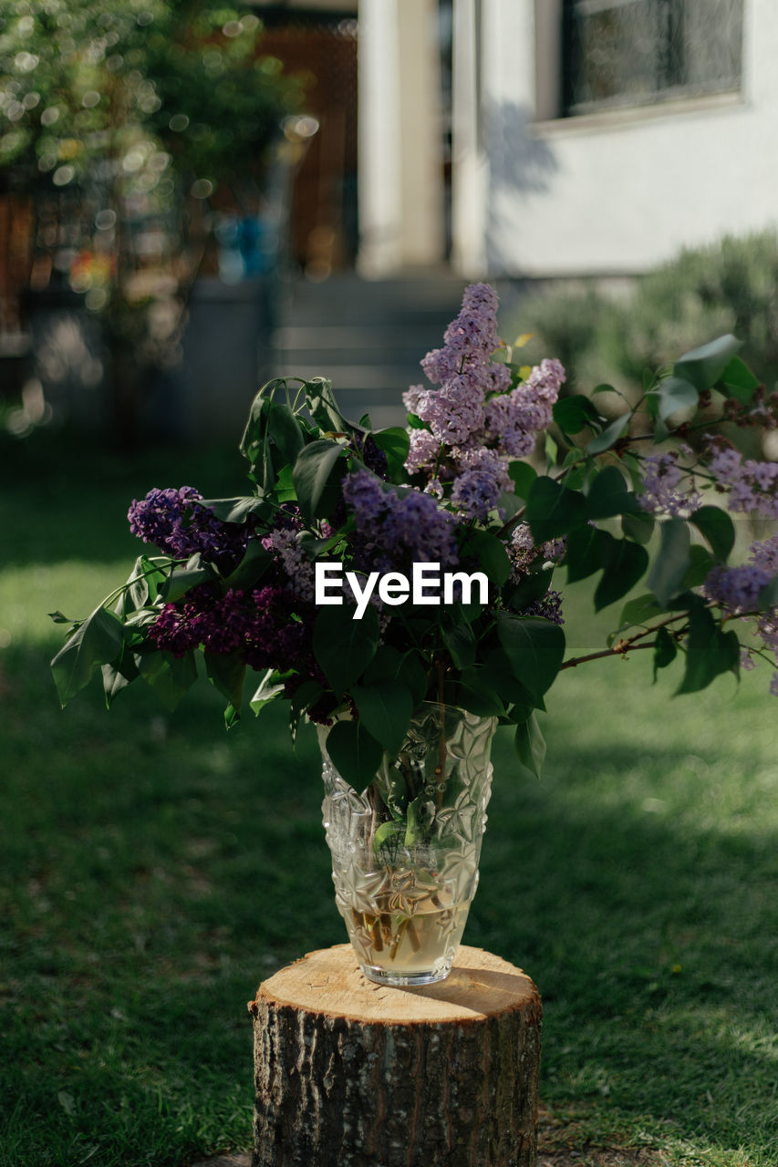 Close-up of flower pot on table