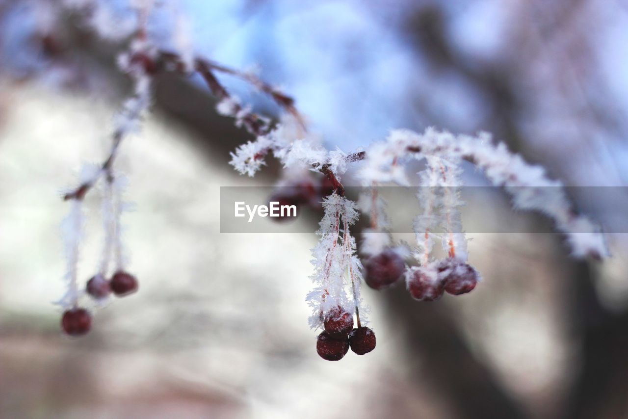 Close-up of frozen cherry tree