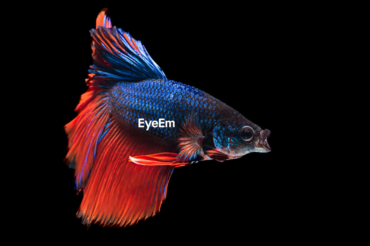 Close-up of siamese fighting fish swimming in tank against black background