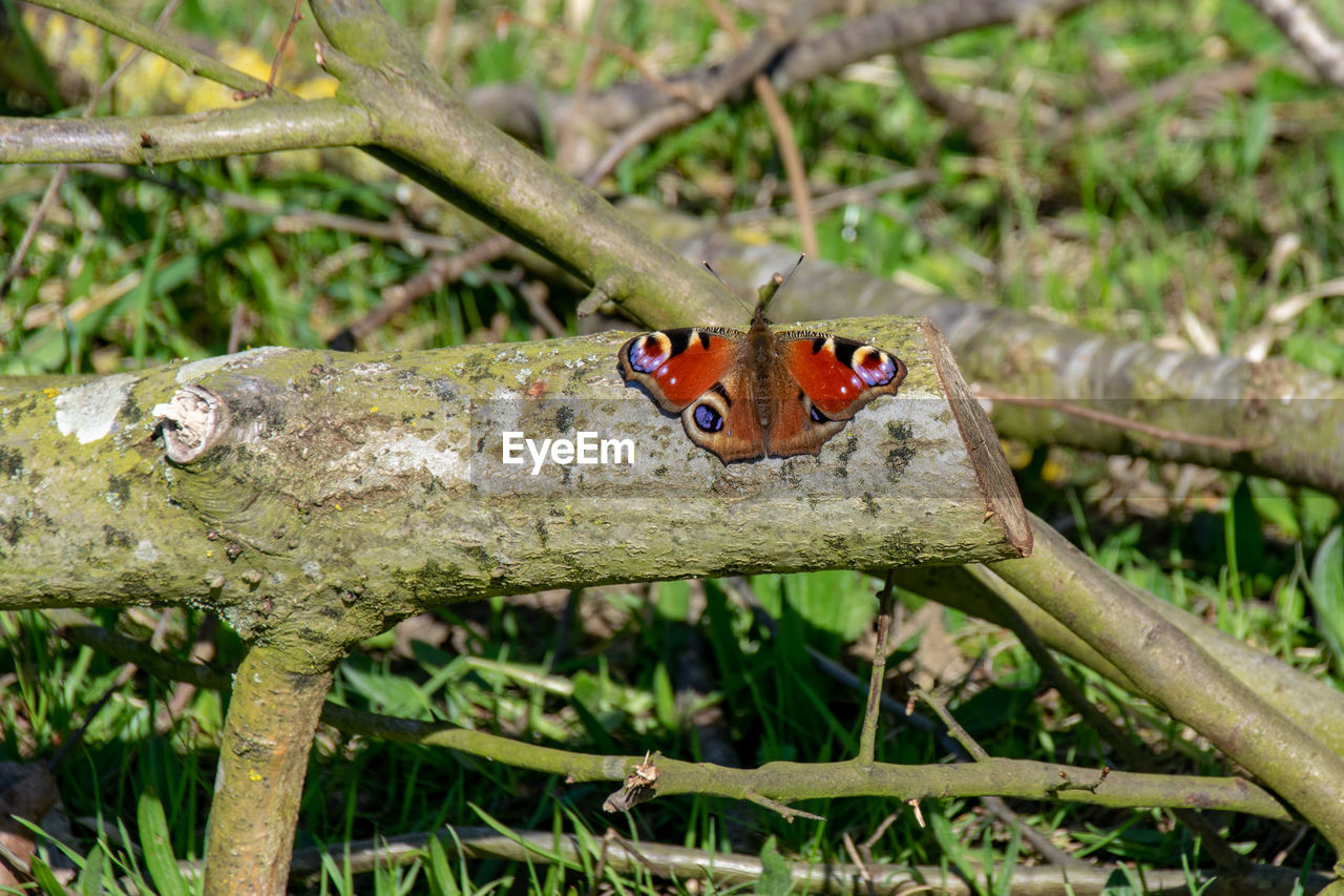 animal themes, animal, animal wildlife, wildlife, one animal, plant, nature, tree, insect, no people, branch, outdoors, butterfly, day, reptile, forest, focus on foreground, close-up, land, moths and butterflies, beauty in nature, green, animal body part, macro photography, environment, flower