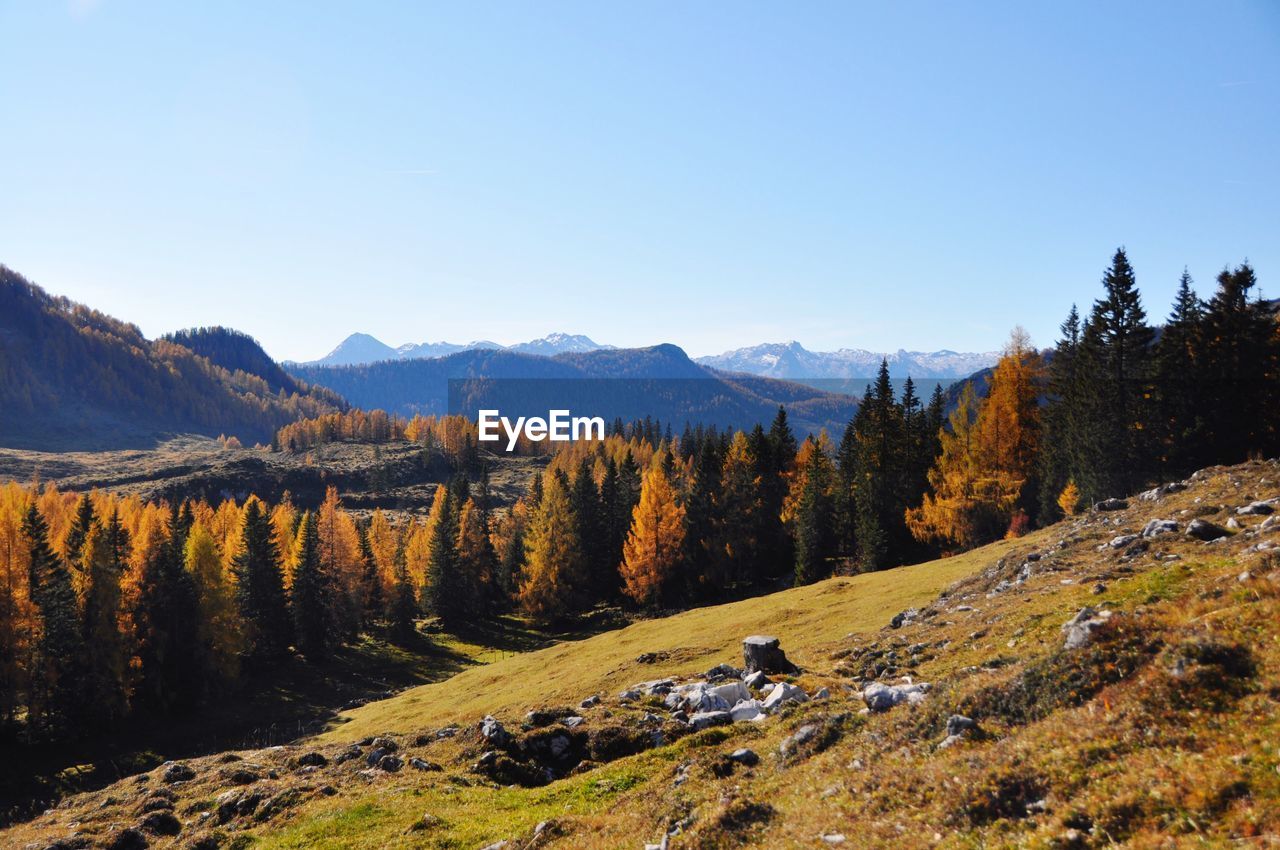 Scenic view of forest against clear sky