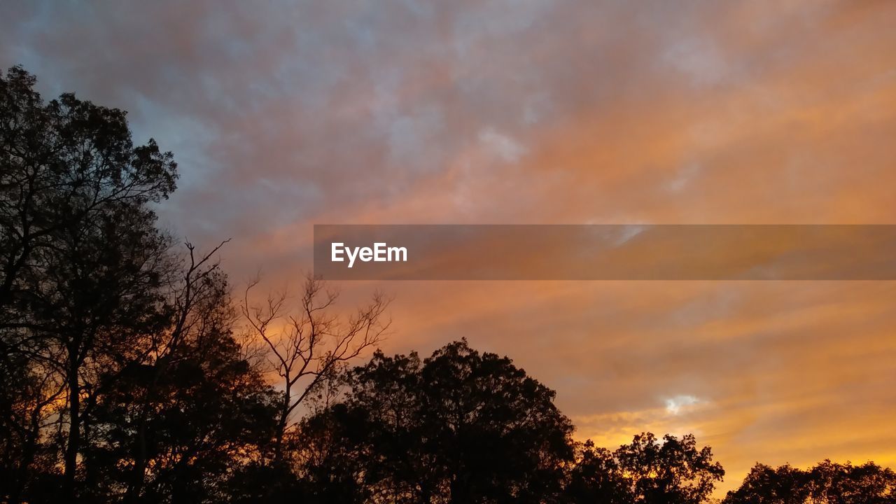 LOW ANGLE VIEW OF SILHOUETTE TREES AGAINST SKY AT SUNSET