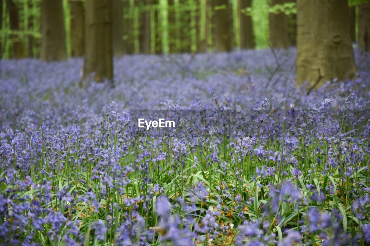 Close-up of purple flowering plants on field