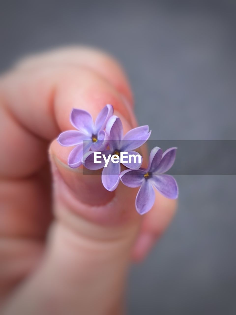 flower, hand, flowering plant, plant, holding, one person, petal, close-up, freshness, beauty in nature, macro photography, fragility, nature, adult, pink, selective focus, women, flower head, outdoors, focus on foreground, yellow, finger, lifestyles, inflorescence
