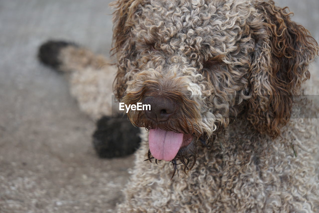 Dog sticking out tongue on footpath