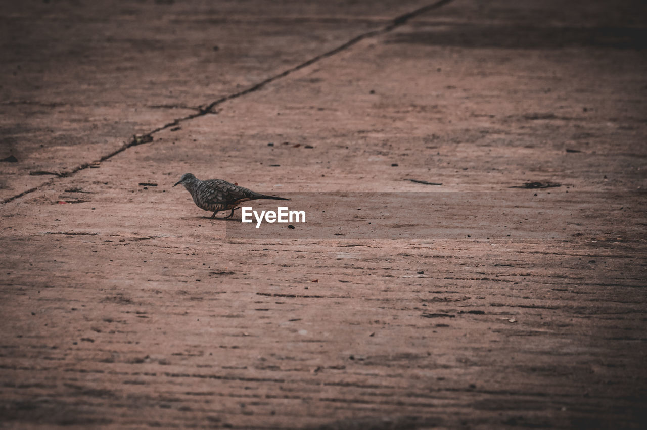 HIGH ANGLE VIEW OF BIRD PERCHING ON WOODEN LAND