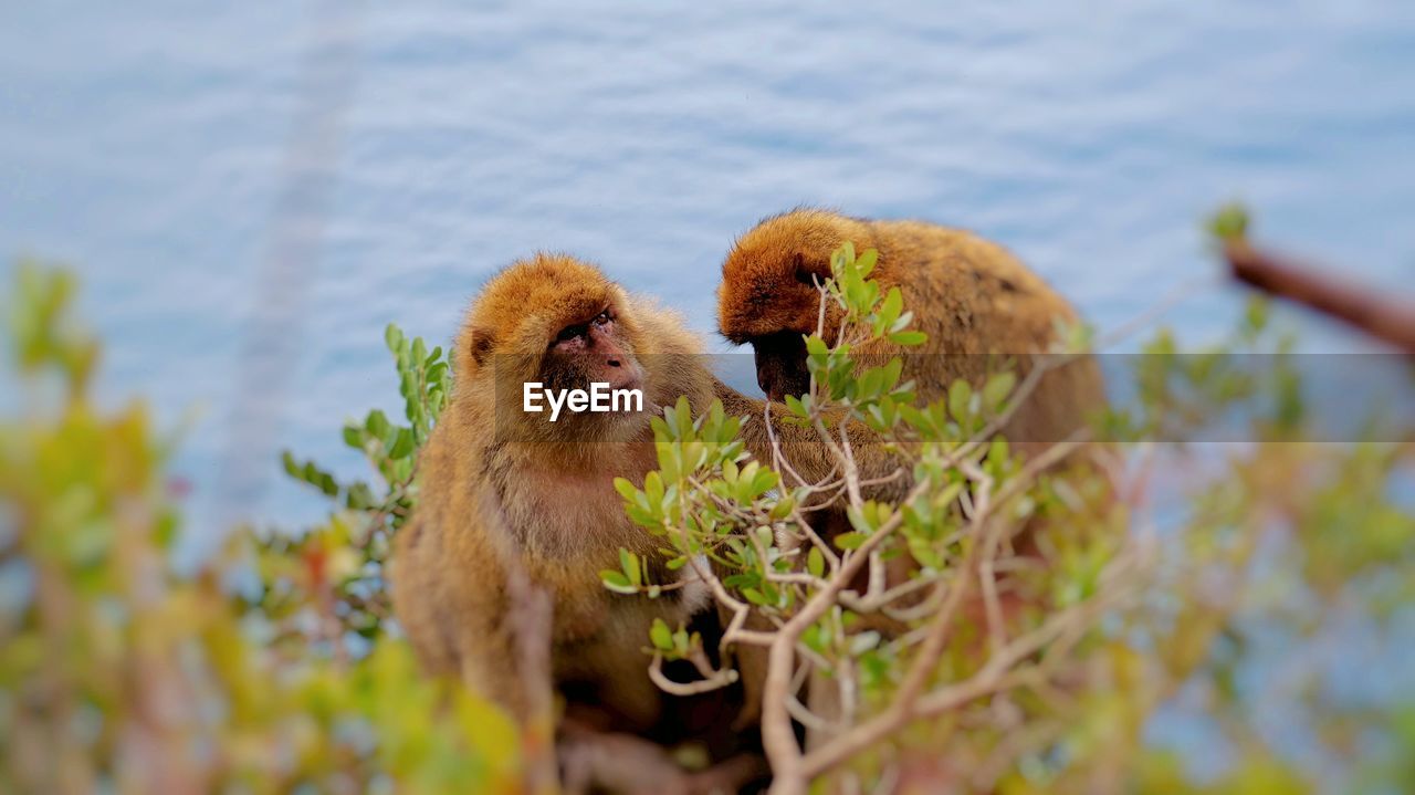 MONKEYS IN A GREEN PLANT