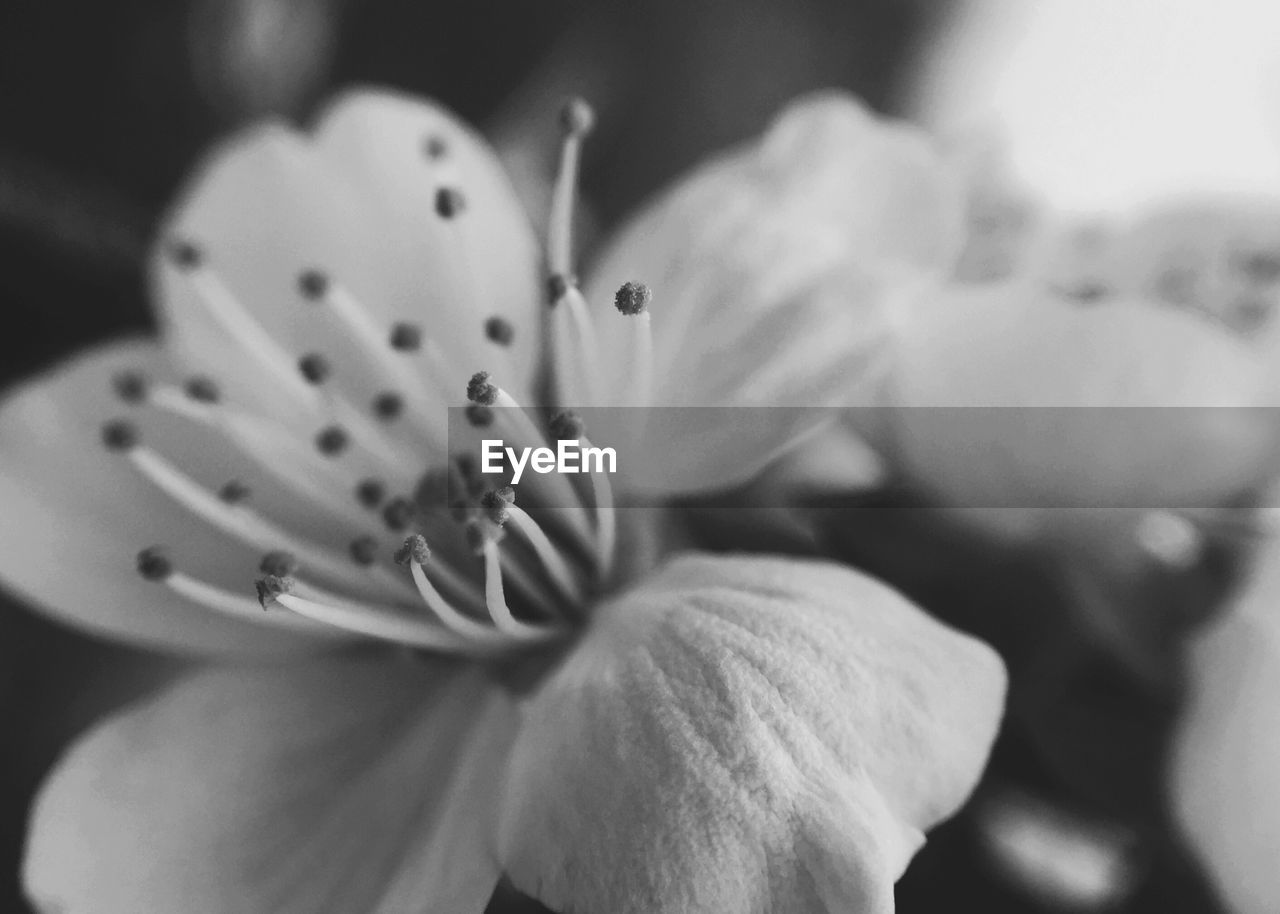 Close-up of flower blooming outdoors