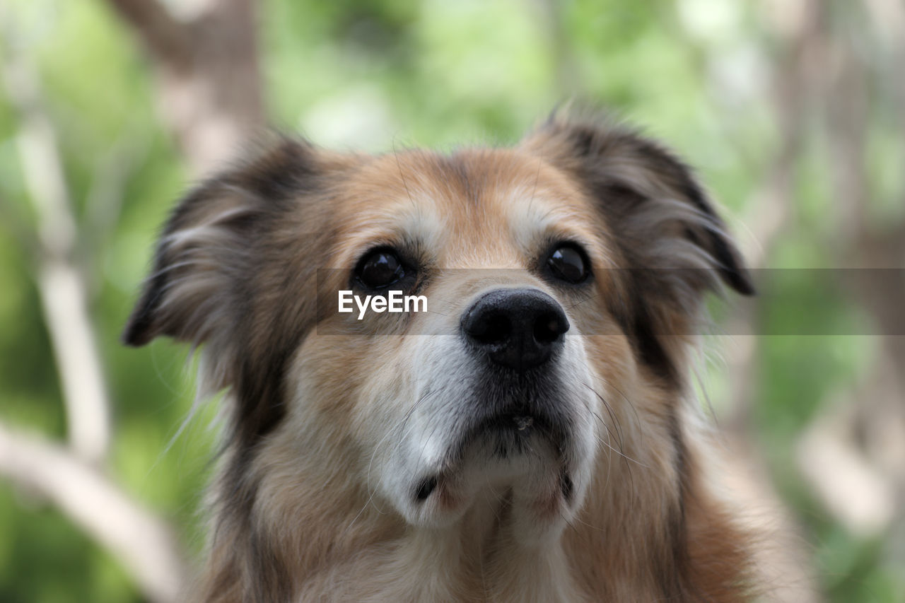 CLOSE-UP OF DOG