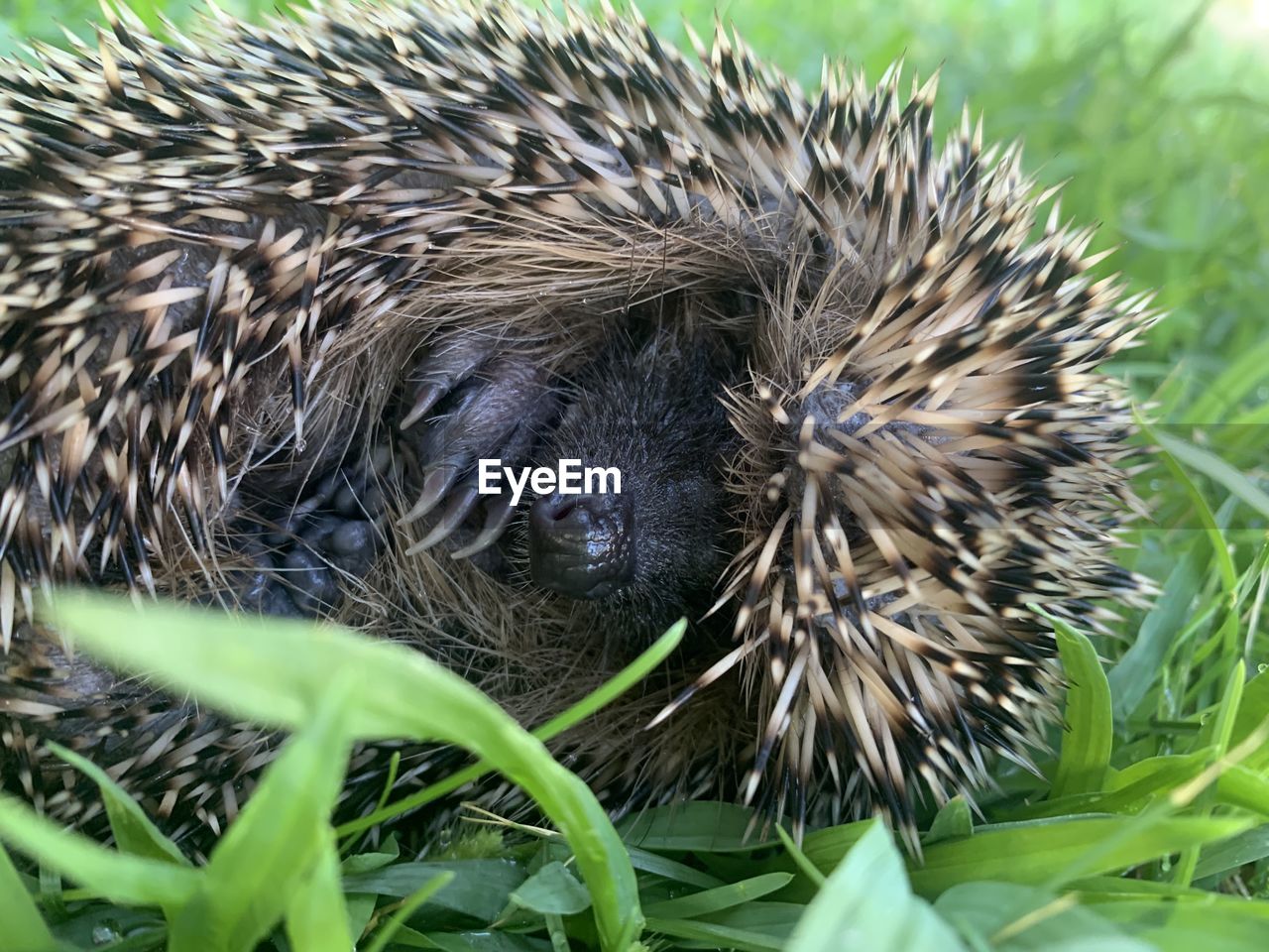 porcupine, erinaceidae, animal, animal themes, echidna, hedgehog, one animal, domesticated hedgehog, animal wildlife, wildlife, mammal, monotreme, nature, plant, no people, close-up, leaf, plant part, outdoors, day, green, spiked