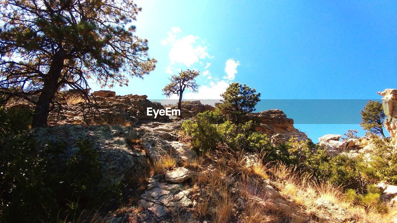 PLANTS ON LANDSCAPE AGAINST CLEAR BLUE SKY