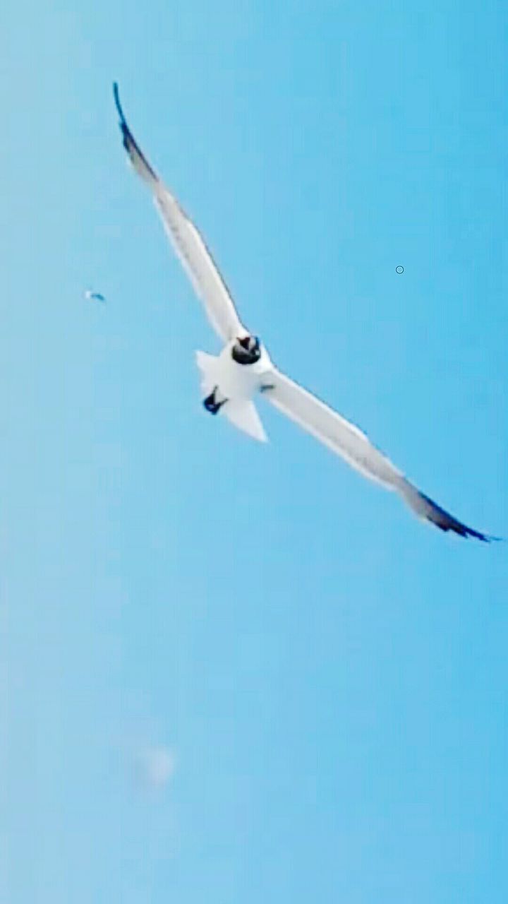 LOW ANGLE VIEW OF BIRDS FLYING IN SKY