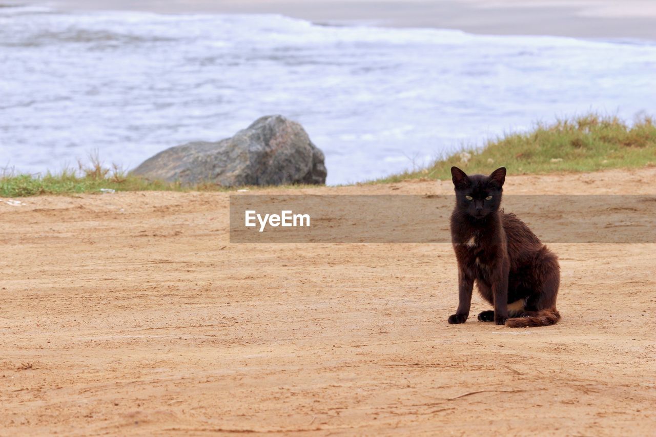 BLACK CAT LYING ON THE SHORE