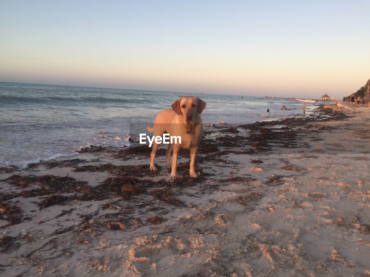 DOG STANDING ON BEACH