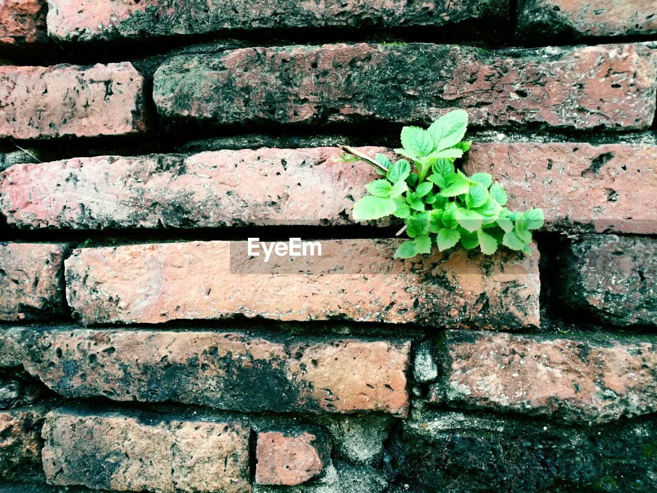 Detail shot of plant on brick wall