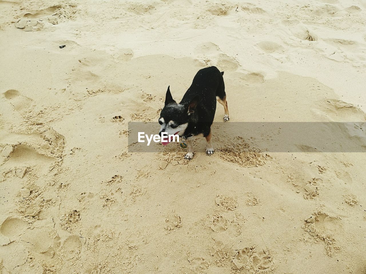 HIGH ANGLE VIEW OF DOG ON SAND