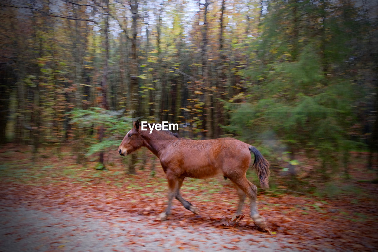 HORSE IN A FOREST
