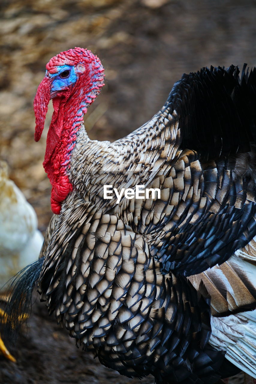 Male turkey portrait with a big red appendage on his head