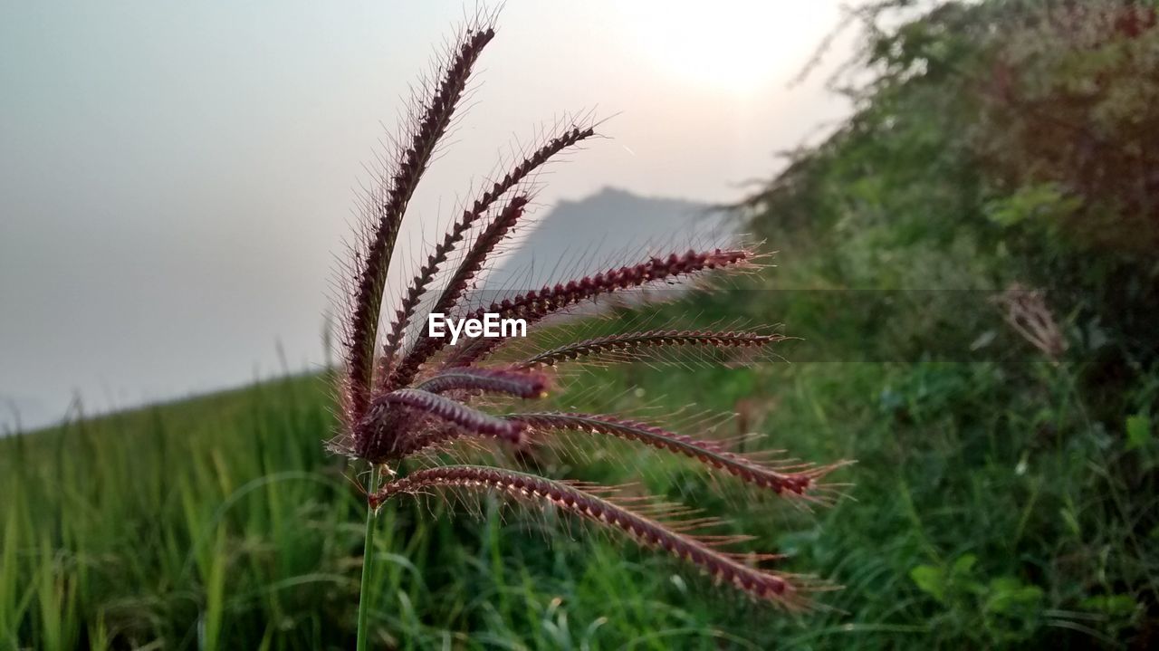 Close-up of plant on grassy field against sky