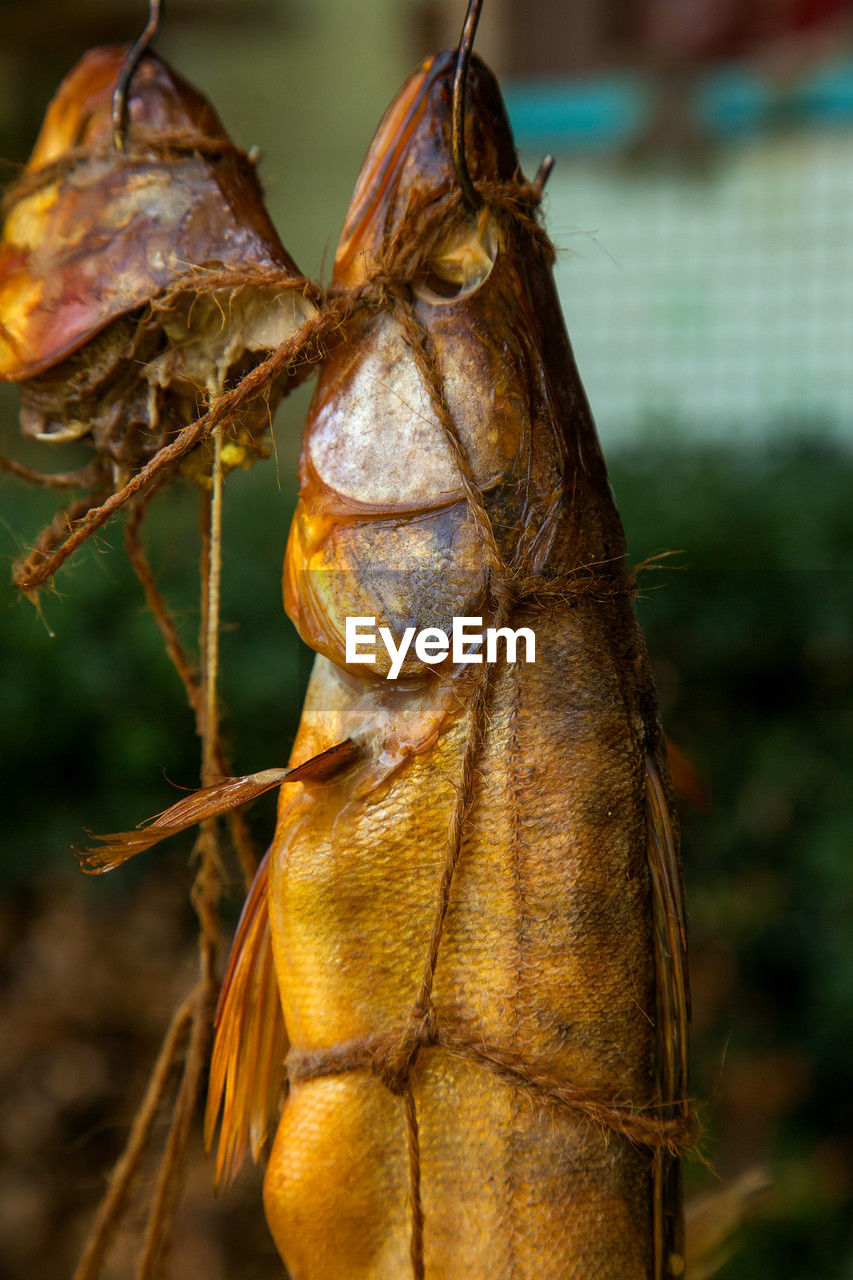 animal, animal themes, insect, nature, macro photography, close-up, food, leaf, animal wildlife, food and drink, no people, focus on foreground, animal body part, one animal, hanging, outdoors, wildlife