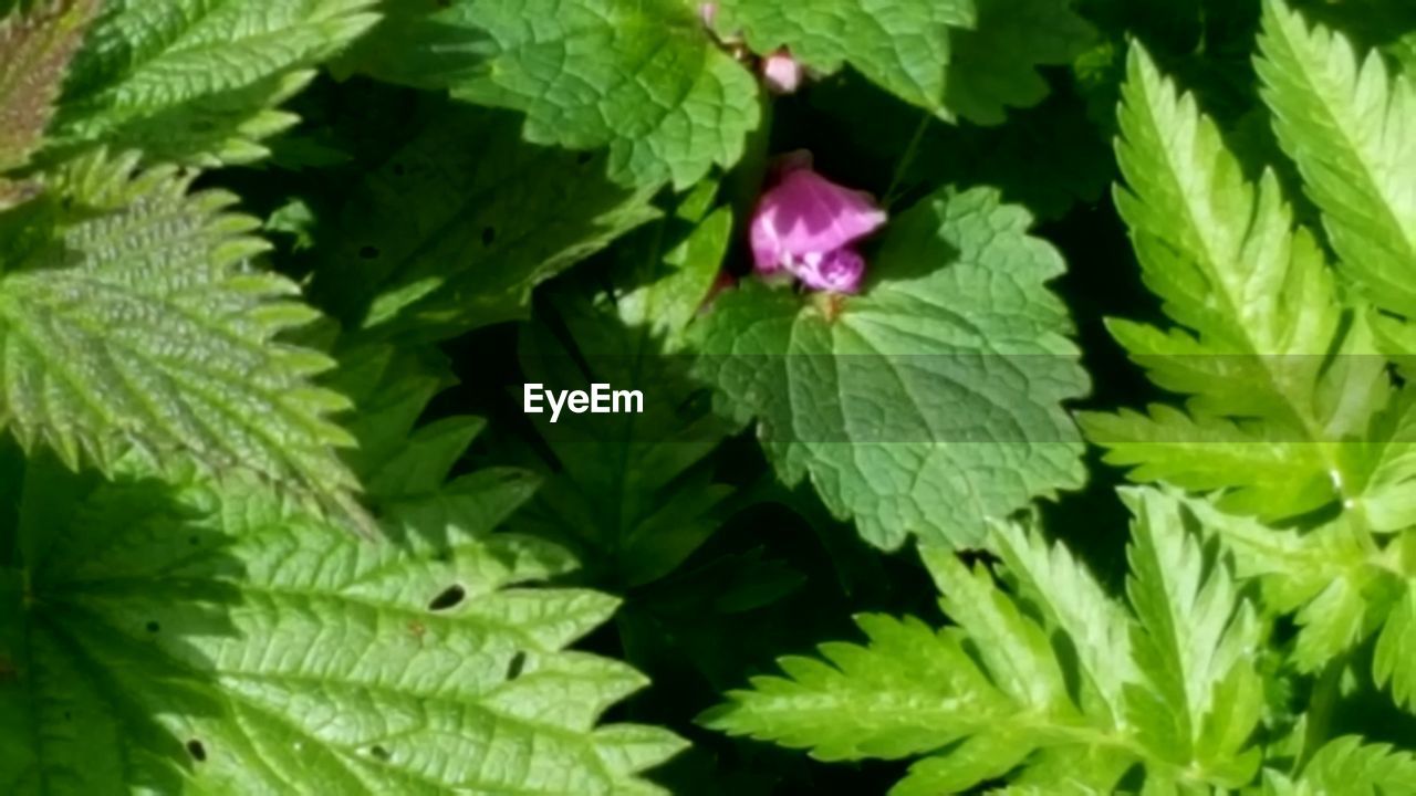 CLOSE-UP OF LEAVES