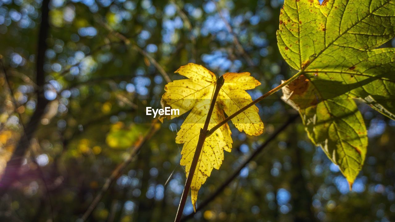 Close-up of yellow maple leaves on branch